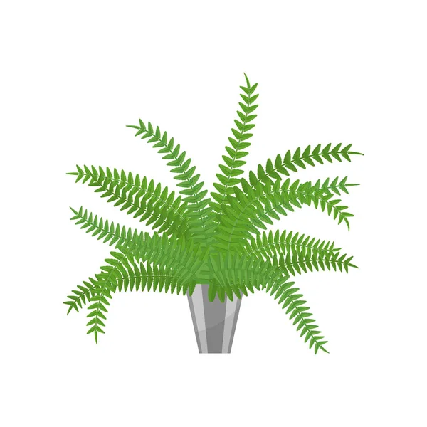 Fern.House planta icono realista para la decoración de interiores. Planta de coníferas en maceta. ilustración vectorial — Vector de stock