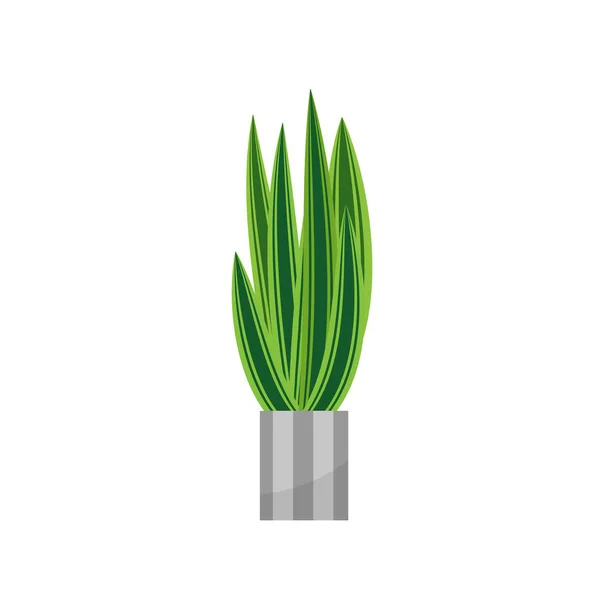 Bonsai. Ev iç dekorasyon için bitki gerçekçi simgesi. İğne yapraklı bitki saksı içinde. vektör çizim — Stok Vektör