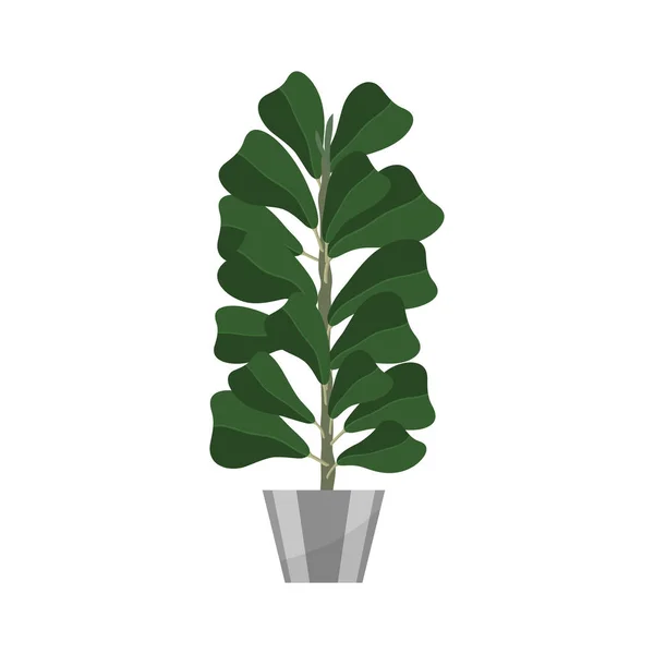 Ficus. Planta caduca em vaso de plantas. Casa planta ícone realista para decoração de interiores. Planta de coníferas em vaso de plantas. ilustração vetorial — Vetor de Stock