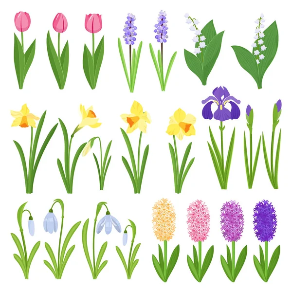 春の花。アイリス、ユリの谷、チューリップ、水仙、クロッカス、他のサクラソウ。白い背景で隔離の庭の設計のアイコン — ストックベクタ