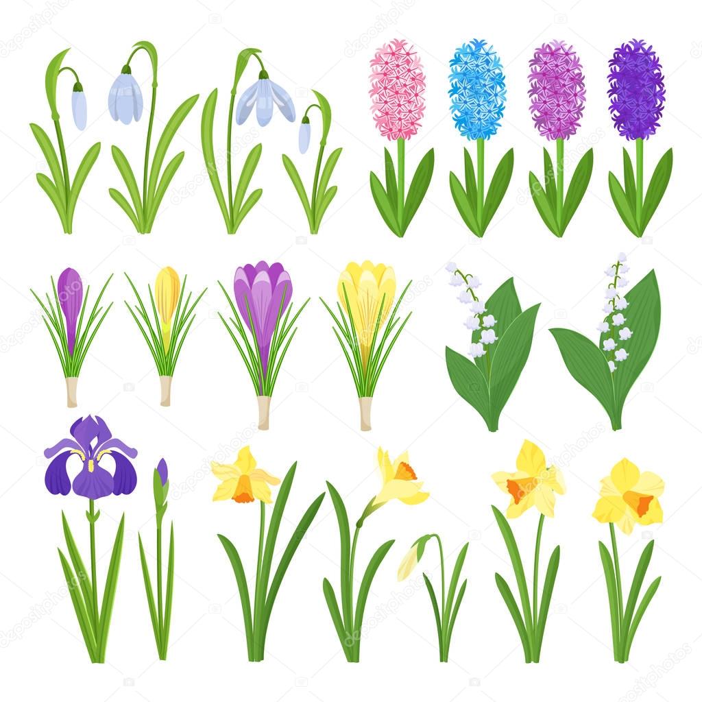 Spring flowers. Irises, lilies of valley, tulips, narcissuses, crocuses and other primroses. Garden design icons isolated on white background