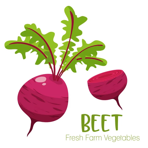 Vector beet isolated on white background.Vegetable illustration for farm market menu. Healthy food design poster. Cartoon style vector illustration — Stock Vector