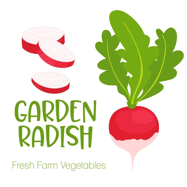 Vector garden radish isolated on white background.Vegetable illustration for farm market menu. Healthy food design poster. Cartoon style vector illustration — Stock Vector
