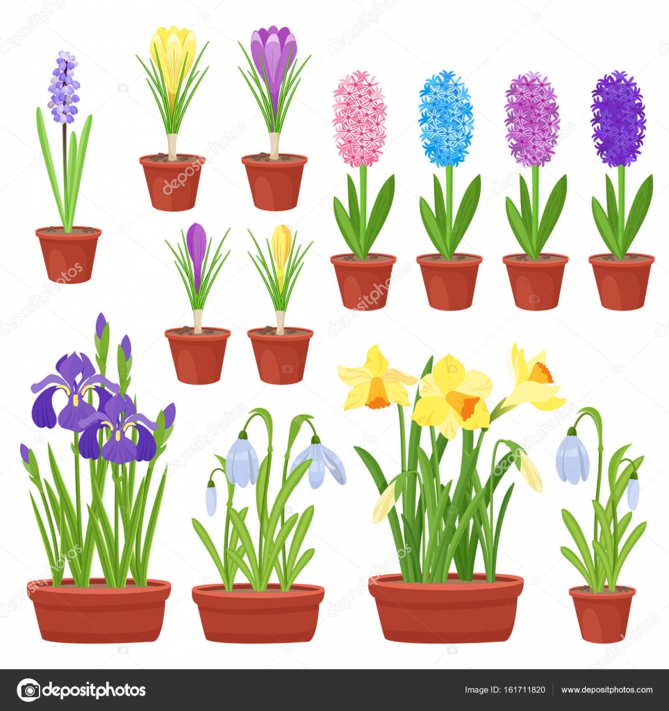 Spring flowers in flower pots. Irises, lilies of valley, tulips, narcissuses, crocuses and other primroses. Garden design icons isolated on white background Stock Vector Image by ©teirin-toys #161711820 Spring flowers in flower pots. Irises, lilies of valley, tulips, narcissuses, crocuses and other primroses. Garden design icons isolated on white background Stock Vector Image by ©teirin-toys #161711820