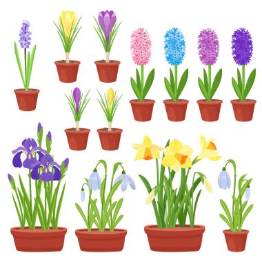 Bahar çiçek saksı içinde. Süsen, zambak Vadisi, Lale, narcissuses, çiğdemler ve diğer campanula'lar. Beyaz arka plan üzerinde izole Bahçe tasarımı simgeler