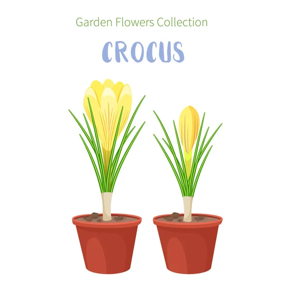 Spring flowers in flower pots. Irises, lilies of valley, tulips, narcissuses, crocuses and other primroses. Garden design icons isolated on white background — Stock Vector