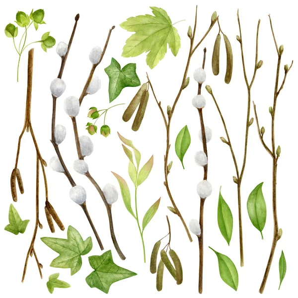 Colección botánica de acuarela. Hierbas, flores silvestres y hojas. Conjunto naturaleza —  Fotos de Stock