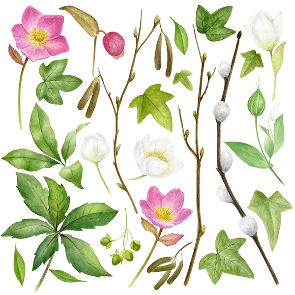 水彩の植物コレクション。ハーブ、野生の花や葉。自然セット — ストック写真