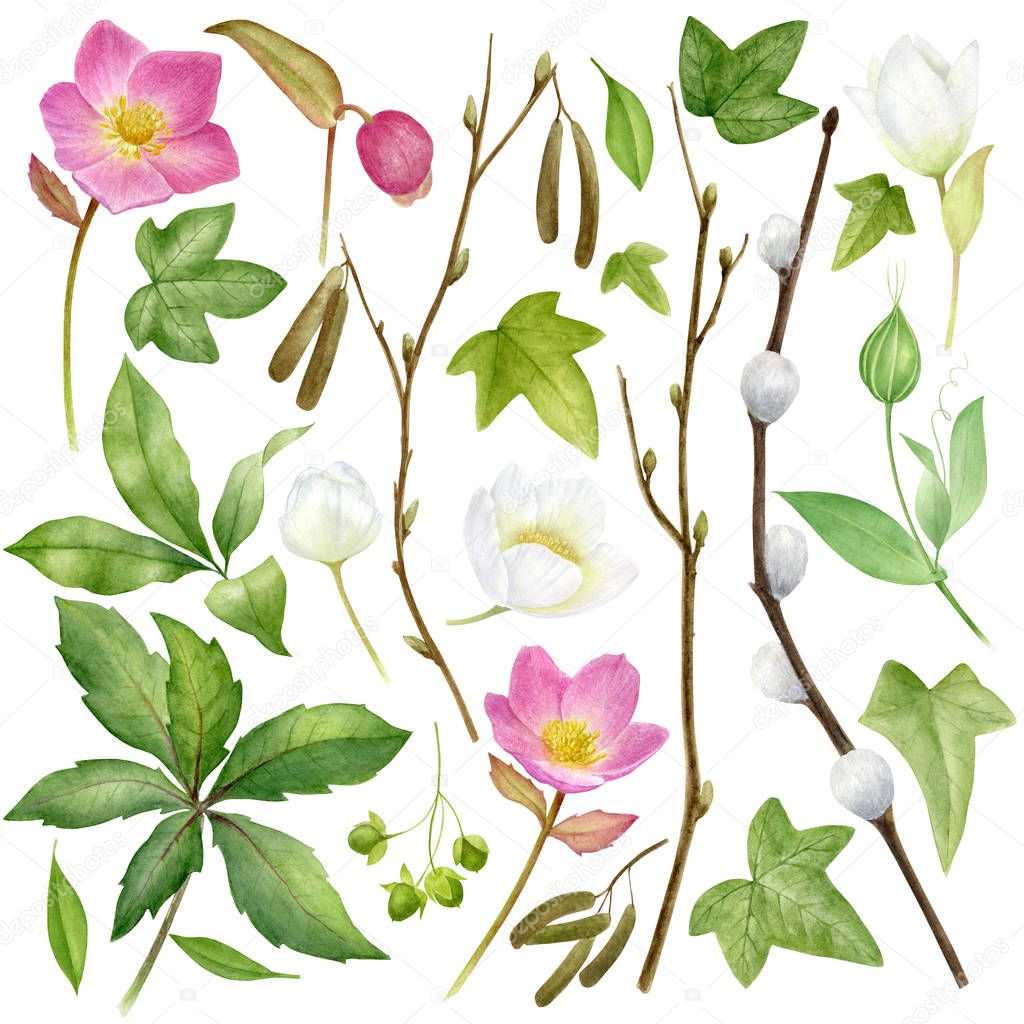 Watercolor botanical collection. Herbs, wild flowers and leaves. Nature set