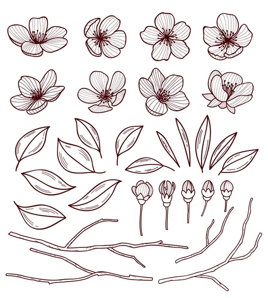 Σύνολο των λουλουδιών όμορφη κερασιά που απομονώνονται σε wite φόντο. Συλλογή από χέρι συρμένο sakura ή μήλο άνθος, Ιαπωνικά κερασιά. Άνοιξη floral στοιχεία σχεδίασης. Εικονογράφηση διάνυσμα. — Διανυσματικό Αρχείο