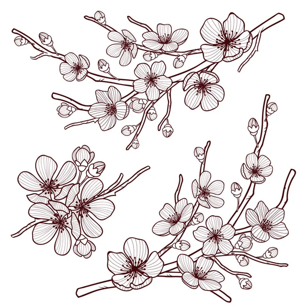 Uppsättning vackra körsbärsträd blommor isolerade på wite bakgrund. Samling av handen ritade sakura eller apple blossom, japanska körsbärsträd. Blommig våren designelement. Vektorillustration. — Stock vektor