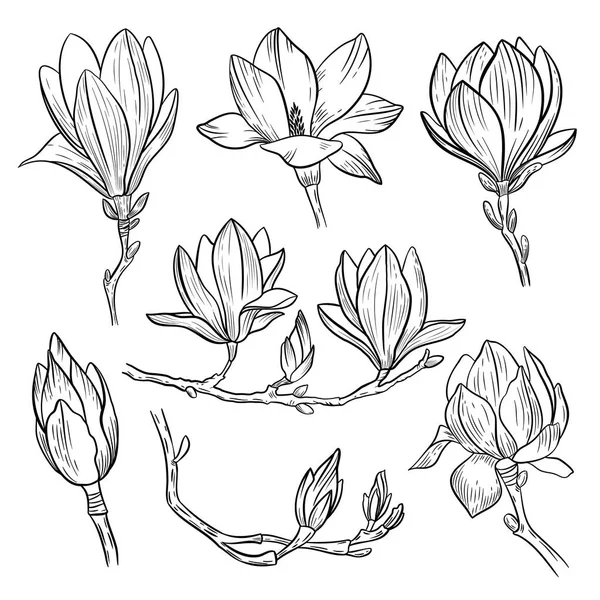 Kwiaty magnolii. Ręcznie rysowane wiosna Kwitnąca roślina elementów na białym tle. Ilustracja wektorowa. — Wektor stockowy