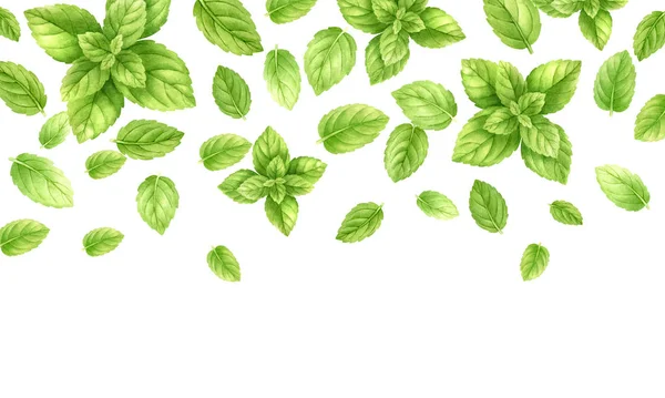 Fresh mint leaves and stems pattern isolated on white background, top view. Close up of peppermint. Spice medical and kitchen herbs digital clip art.Watercolor food and healthcare illustration. — Stock Photo, Image