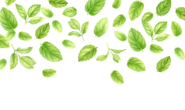 Feuilles et tiges de menthe fraîche isolées sur fond blanc, vue de dessus. Gros plan de menthe poivrée. Épice herbes médicales et de cuisine clip numérique art.Watercolor nourriture et illustration de soins de santé . — Photo