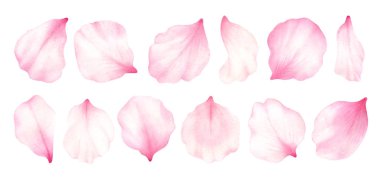 Pembe gül, kiraz, erik, sakura yaprakları beyaz arka planda izole edilmiş. Sevgililer günü, düğün, anneler günü, Japon Hanami dekorasyonu. Dijital klip sanatı. Warercolor illüstrasyon..