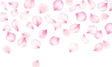 Pembe gül, kiraz, erik, sakura yaprağı çerçevesi beyaz arka planda. Sevgililer günü, düğün, anneler günü, Japon Hanami süslemesi. Dijital klip sanatı. Warercolor illüstrasyon..