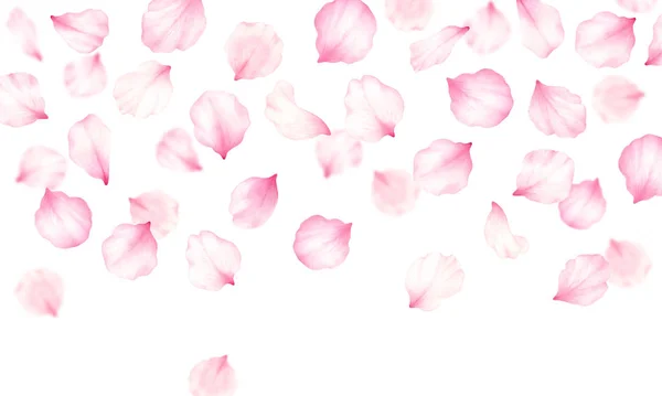 粉红玫瑰，樱桃，李子，樱花花瓣框，白色背景。情人节，婚礼，母亲节，日本手风琴装饰。数码剪贴画。仓库彩绘. — 图库照片