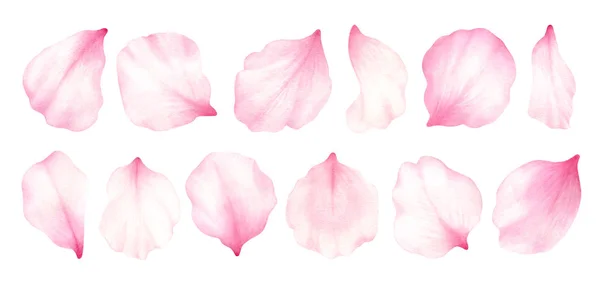 Roze roos, kers, pruim, sakura bloemblaadjes geïsoleerd op witte achtergrond.Valentijnsdag, bruiloft, moederdag, Japanse hanami decoratie.Digitale clip art.Warercolor illustratie. — Stockfoto