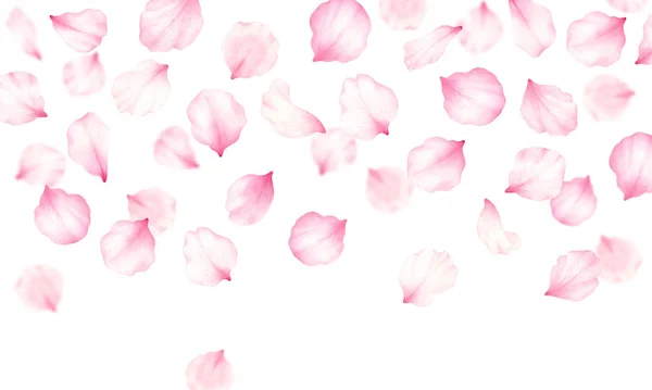 Rosa rosa, cereza, ciruela, marco de pétalos de sakura sobre fondo blanco.Día de San Valentín, boda, día de la madre, decoración hanami japonés.Digital clip art.Warercolor ilustración . —  Fotos de Stock