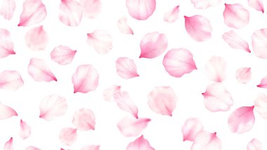 Pembe gül, kiraz, erik, beyaz arkaplanda sakura yaprakları. Sevgililer günü, düğün, anneler günü, Japon Hanami dekorasyonu. Dijital klip sanatı. Warercolor illüstrasyon..