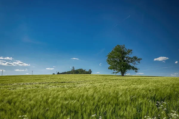 Tree in summer landscape — Stock Photo, Image