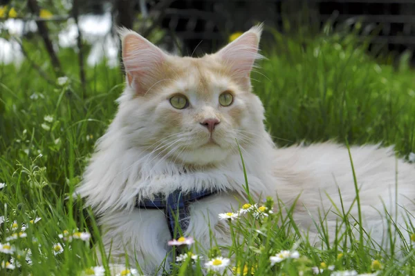 Maine Coon kedi çiçek açması bir çayırda yalan portresi 