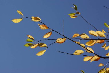 Geçen sonbahar yaprakları parlak mavi gökyüzüne değen bir filiz..