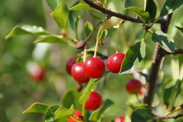 Cereza roja madura sobre un árbol sobre un fondo de tiernas hojas verdes con un fondo borroso . — Foto de Stock