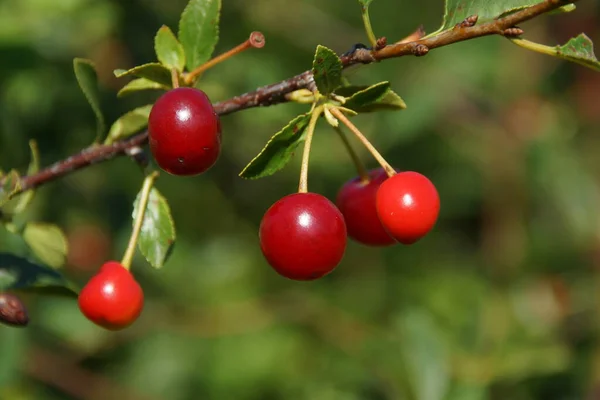 Rote reife Kirsche auf einem Baum vor einem Hintergrund zarter grüner Blätter mit verschwommenem Hintergrund. — Stockfoto