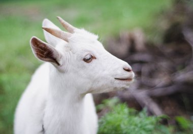 Beyaz Keçi kenara arıyor