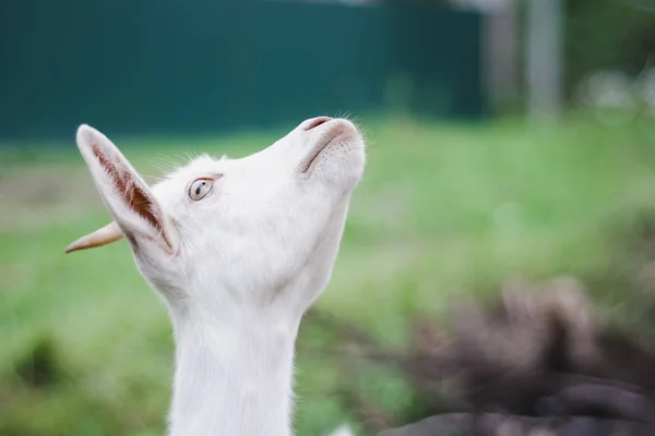 Beyaz bir keçinin portresi
