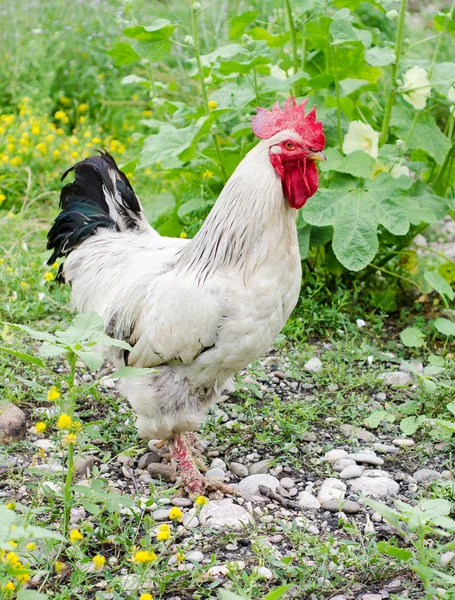 Bir horoz sokakta yürüyor
