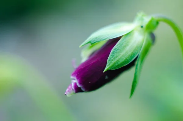 Mor çiçek tomurcuk