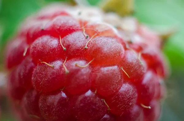 Ahududu berry closeup