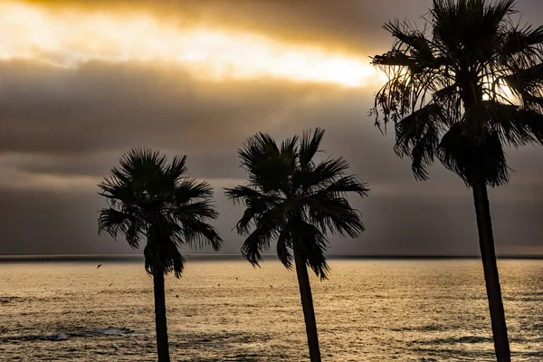 Palme Washingtonia Robusta Tramonto Luglio Sulla Famosa Spiaggia Laguna California — Foto Stock