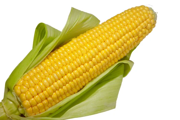 Open Cob Fresh Ripe Corn White Background — Stock Photo, Image