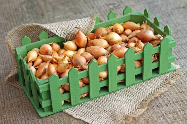 Studio photo of small onion bulbs in green box