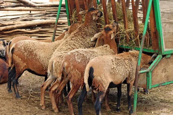 子羊のイメージは動物園で干し草を食べる — ストック写真