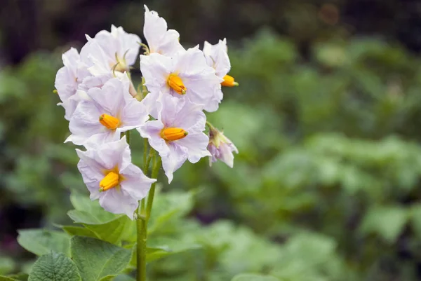 庭院里的马铃薯花的图片, 特写 — 图库照片