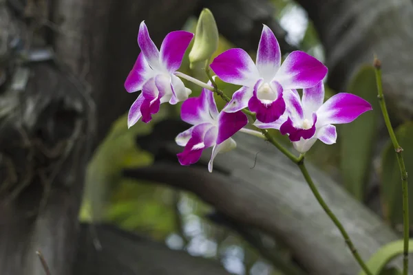 Schöne Orchidee wächst im Dschungel von Thailand — Stockfoto