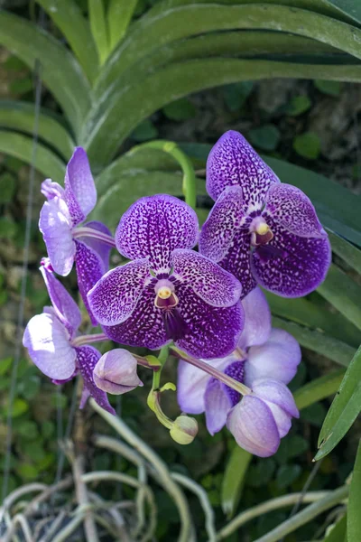 Schöne Vanda-Orchidee, die im Garten wächst, Thailand — Stockfoto