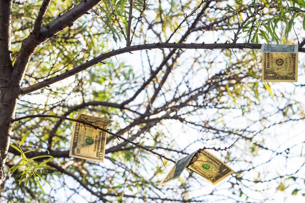 Concept. Tree of dreams where money grows — Stock Photo, Image