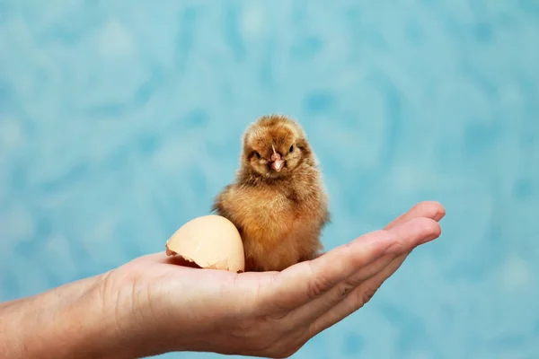 Agricultura. Lindo pollito en la mano de la mujer — Foto de Stock