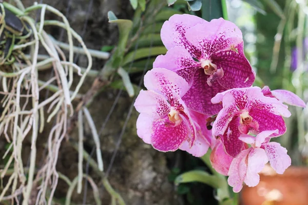 Botanik. schöne Orchideen wachsen am Baum, Nahaufnahme — Stockfoto