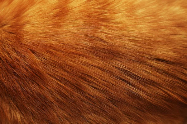 Animal. Textura de cabelo de gato vermelho, close-up — Fotografia de Stock