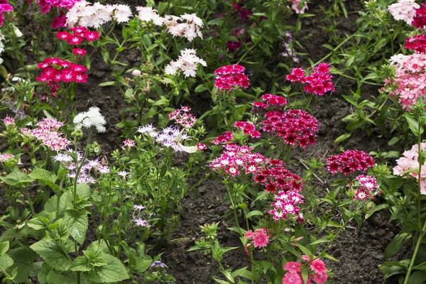 Bahçe. Varietal karanfil çiçek tarhı, yakın çekim