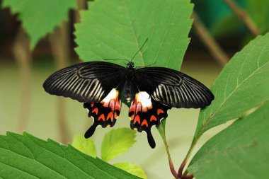 Güzel büyük kelebek üzerindeki yeşil yaprak