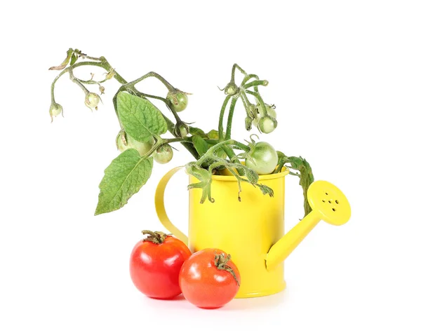Żółty konewka i świeże pomidory — Zdjęcie stockowe