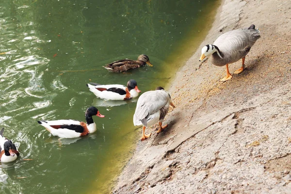 鸭子在池塘岸边吃谷物 — 图库照片