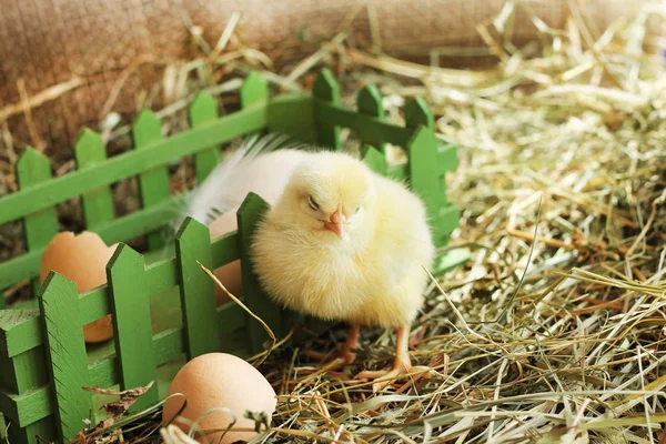 Farm birds. Image of the adorable chick is sleeping — Stock Photo, Image